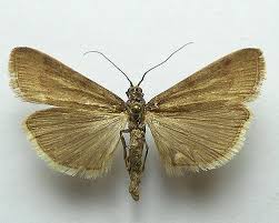 Attēlu rezultāti vaicājumam “Hypochalcia ahenella”