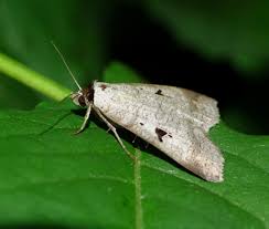 Attēlu rezultāti vaicājumam “Lygephila viciae”