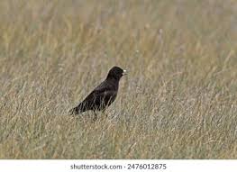 Image result for Melanocorypha yeltoniensis