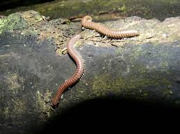 Attēlu rezultāti vaicājumam “Diplopoda”