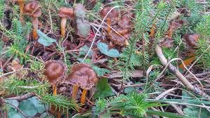 Attēlu rezultāti vaicājumam “Cantharellus lutescens”