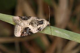 Attēlu rezultāti vaicājumam “Pseudeustrotia candidula”