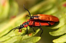 Attēlu rezultāti vaicājumam “Lygistopterus sanguineus larva”