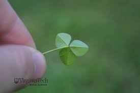 Attēlu rezultāti vaicājumam “Trifolium repens leaf”