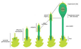 Attēlu rezultāti vaicājumam “Pleurocarpous mosses sporophyte”