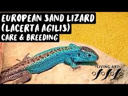 Attēlu rezultāti vaicājumam “Lacerta agilis male”