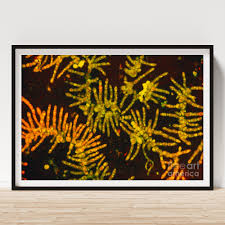 Attēlu rezultāti vaicājumam “Trentepohlia sp.”