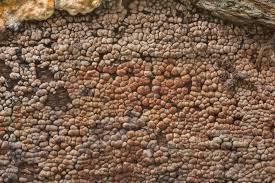 Attēlu rezultāti vaicājumam “Xylobolus frustulatus”