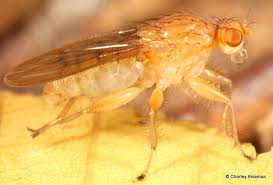 Attēlu rezultāti vaicājumam “Platypezidae”