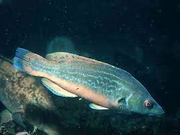 Image result for Labrus mixtus