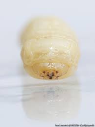 Attēlu rezultāti vaicājumam “Aromia moschata”