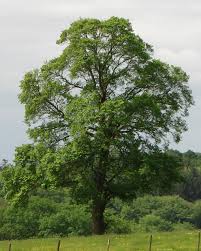 Attēlu rezultāti vaicājumam “Ulmus minor f. suberosa”
