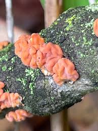 Attēlu rezultāti vaicājumam “Peniophora rufa”