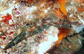 ผลการค้นหารูปภาพสำหรับ Bornella Anguilla