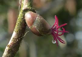 Attēlu rezultāti vaicājumam “Corylus avellana female flower”