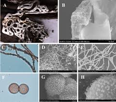 Attēlu rezultāti vaicājumam “Diderma testaceum sessile”