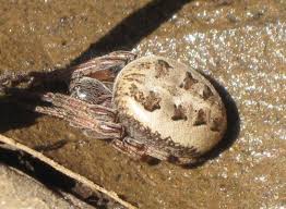 Attēlu rezultāti vaicājumam “Larinioides cornutus”