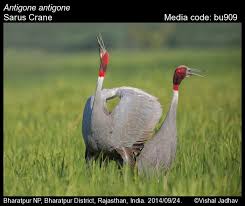 Attēlu rezultāti vaicājumam “Gruiformes”
