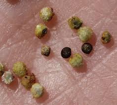 Attēlu rezultāti vaicājumam “Chenopodium polyspermum fruit”