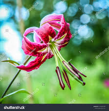 Attēlu rezultāti vaicājumam “Lilium lancifolium flower”