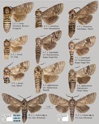 Attēlu rezultāti vaicājumam “Cossus cossus imago”