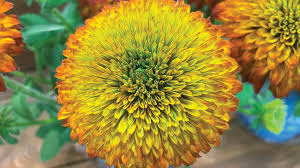 Attēlu rezultāti vaicājumam “Diderma radiatum young”