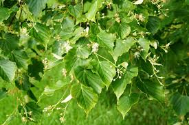 Attēlu rezultāti vaicājumam “Tilia amurensis”