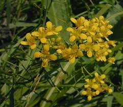 Attēlu rezultāti vaicājumam “Rorippa palustris flower”