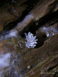 Attēlu rezultāti vaicājumam “Ceratiomyxa fruticulosa plasmodium”