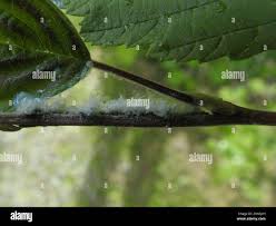 Attēlu rezultāti vaicājumam “Psylla alni”