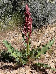 Image result for Rumex sanguineum