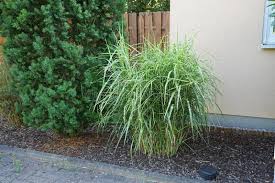 Image result for Miscanthus sinensis Zebrina