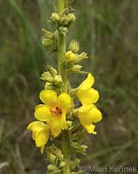 Attēlu rezultāti vaicājumam “Verbascum densiflorum bud”
