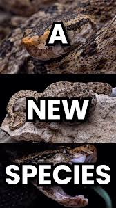 Attēlu rezultāti vaicājumam “Stemonitopsis hyperopta var. landewaldii macro”