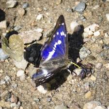 Attēlu rezultāti vaicājumam “Apatura iris male”