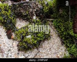 Attēlu rezultāti vaicājumam “Pohlia annotina”