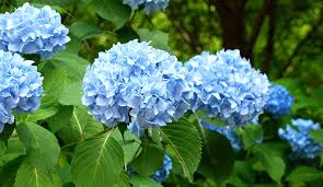 Attēlu rezultāti vaicājumam “Hydrangea”