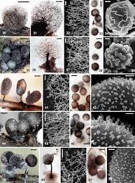 Attēlu rezultāti vaicājumam “Dianema nivale macro”