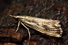 Attēlu rezultāti vaicājumam “Catoptria falsella”