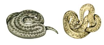 Attēlu rezultāti vaicājumam “Coronella austriaca”