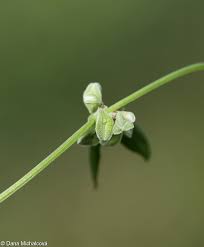 Attēlu rezultāti vaicājumam “Fallopia convolvulus fruit”