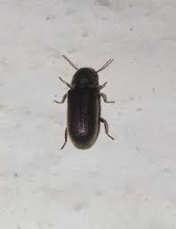 Attēlu rezultāti vaicājumam “Priobium carpini”