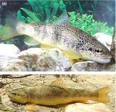 Image result for Salmo macrostigma