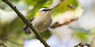 Attēlu rezultāti vaicājumam “Regulus regulus adult”