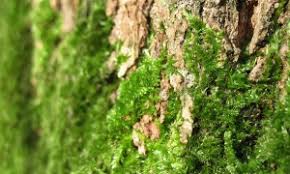 Attēlu rezultāti vaicājumam “Dicranella staphylina”