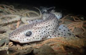 Image result for Scyliorhinus canicula