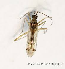 Attēlu rezultāti vaicājumam “Dicyphus nymph”