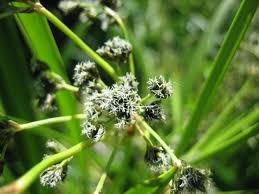 Attēlu rezultāti vaicājumam “Scirpus sylvaticus fruit”