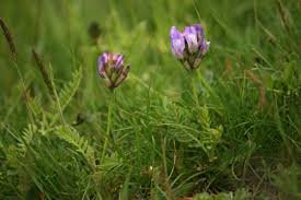 Attēlu rezultāti vaicājumam “Astragalus danicus fruit”