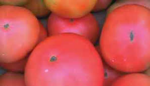 Afbeeldingsresultaat voor stump of the world tomato